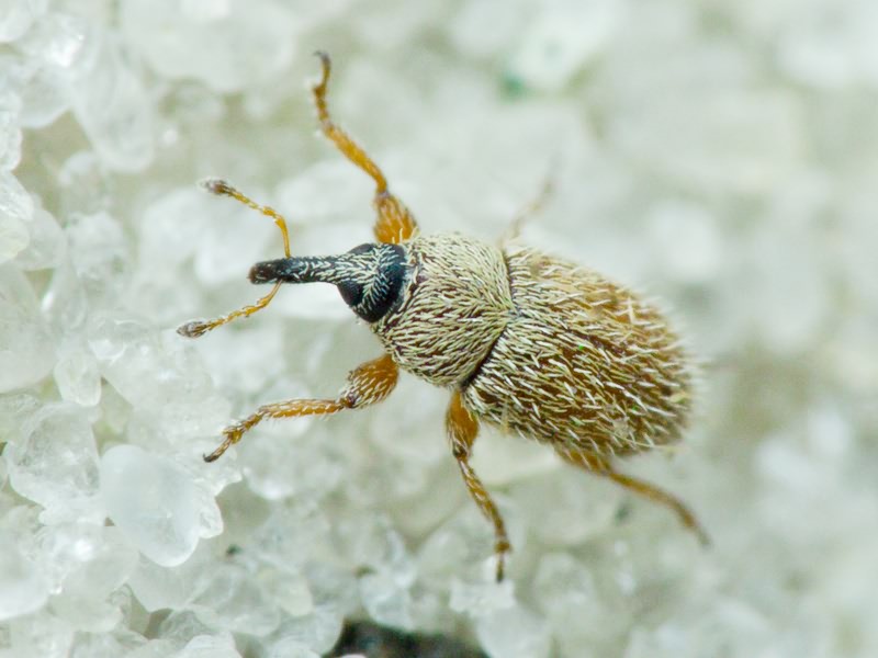 Mecinus ictericus (Gyllenhal, 1838)